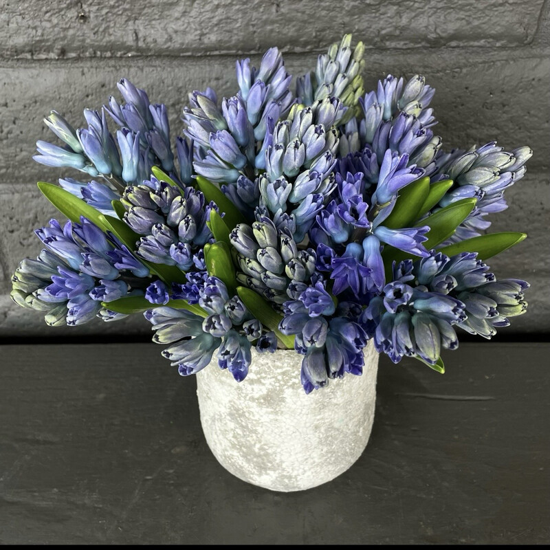 SPRING SPOTLIGHT: HYACINTH!