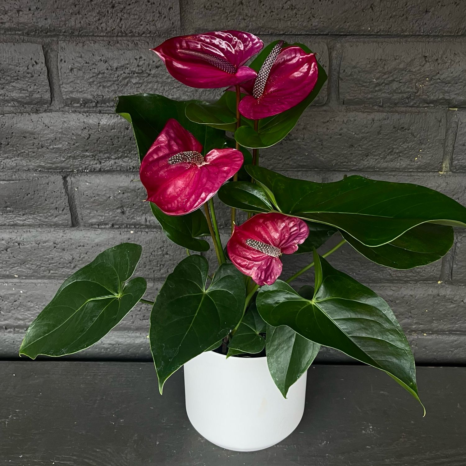 ANTHURIUM: PLUM