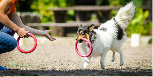 Dog Ring Toy
