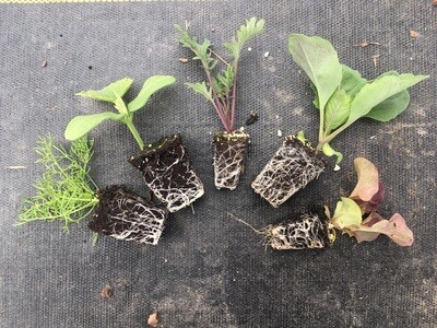Seedlings - Click Here!