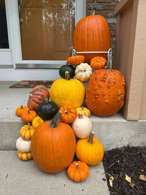 Fall Pumpkins! 