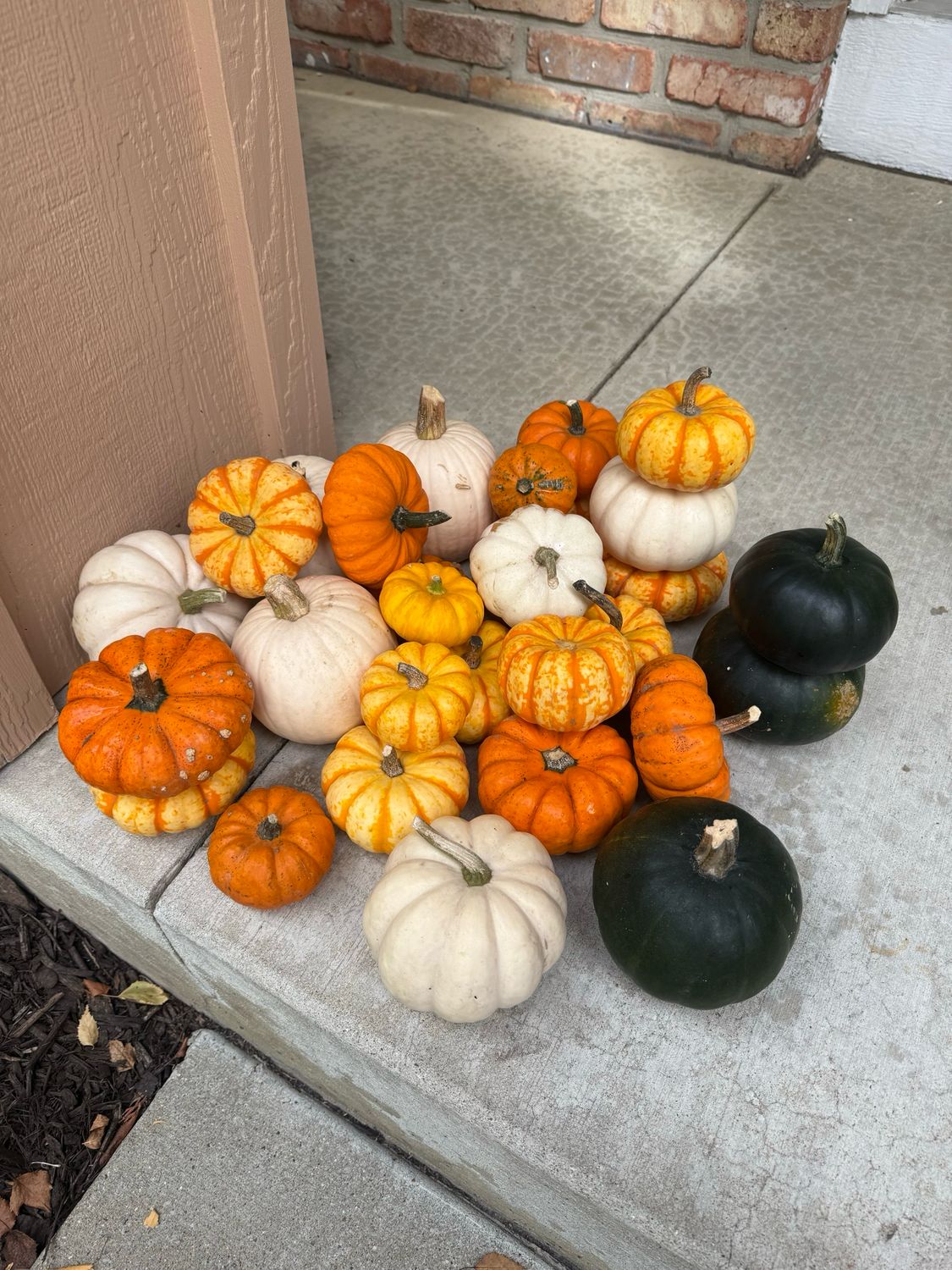 Mini Pumpkins