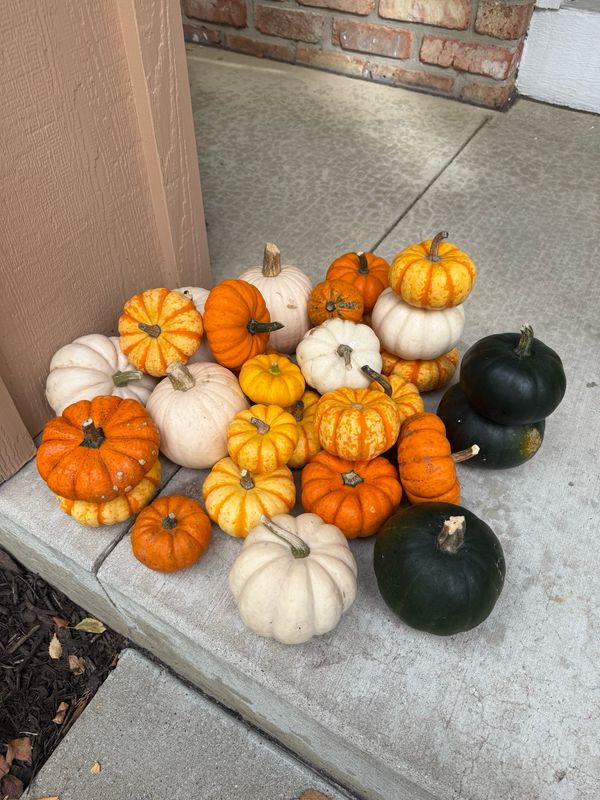 Mini Pumpkins