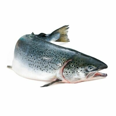 Cohoe Salmon