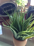 (S) Specialty Ingredients