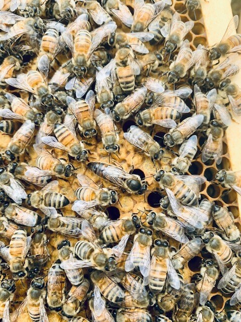 2025 Queen Bee (mated)