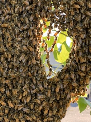 Honey Bee Art