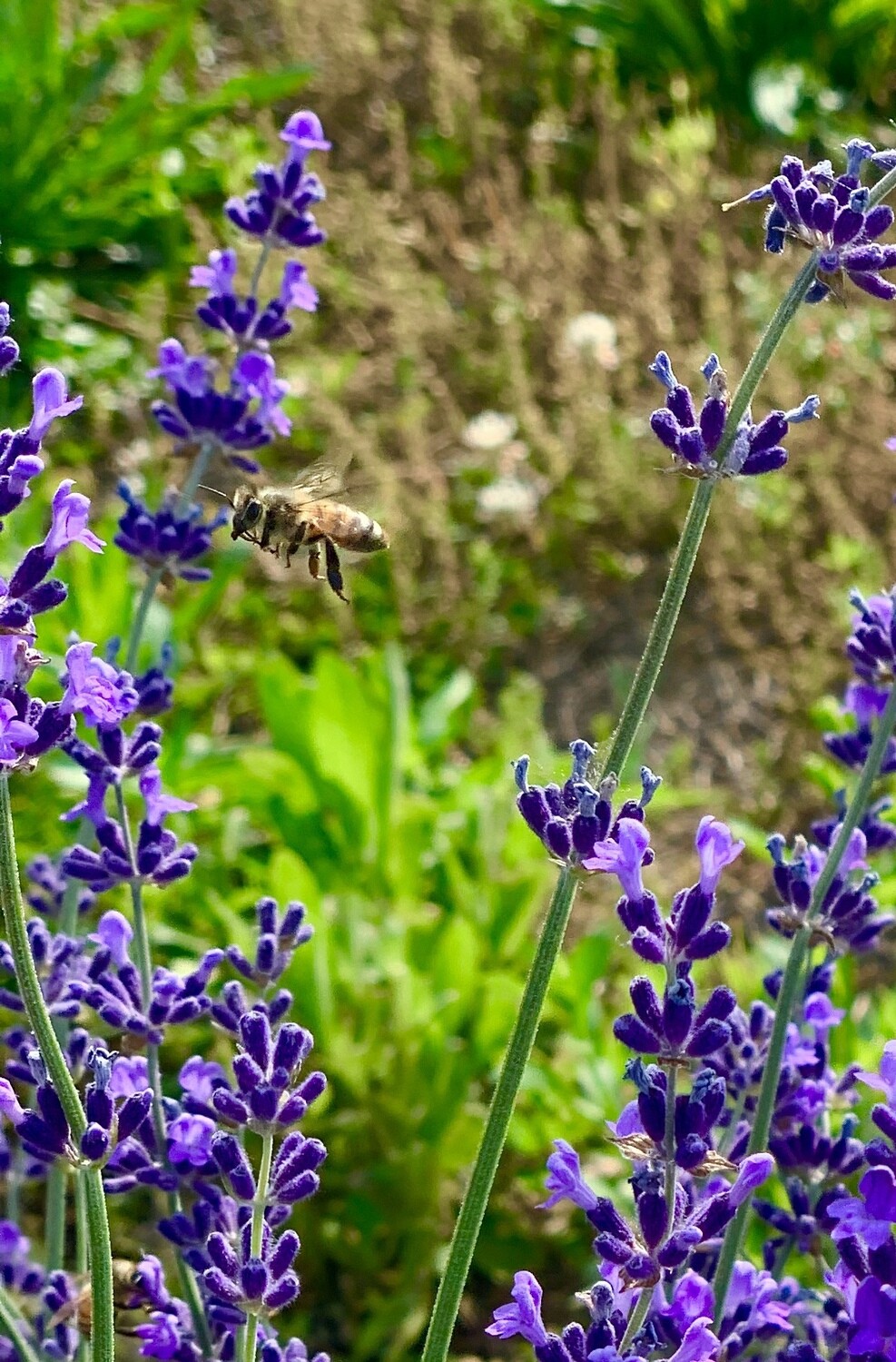 Honeybee on Lavender Canvas