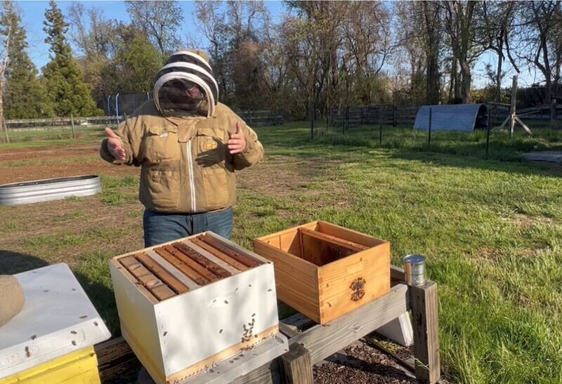 Hive Inspection Service