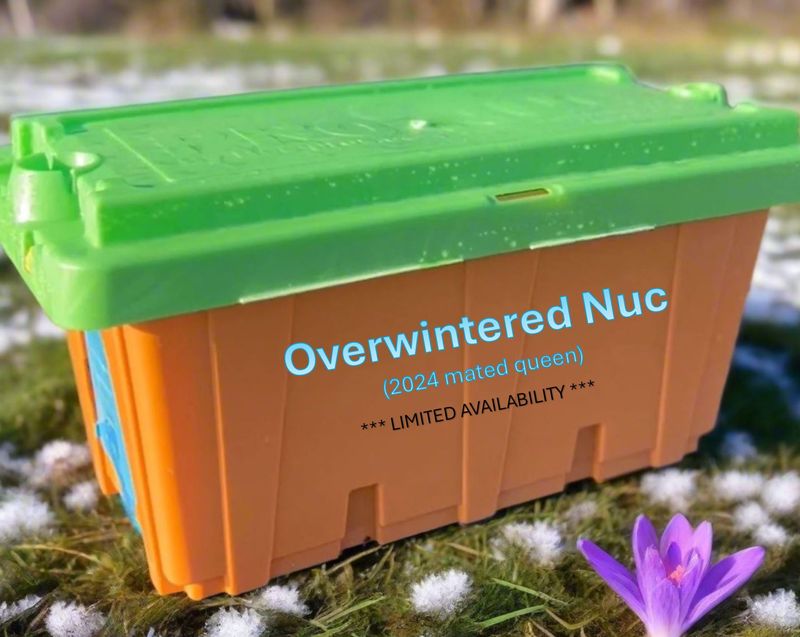 5 Frame Nucleus Colony with OVERWINTERED 2024 Mated Queen – approx. APRIL 2025 PICKUP