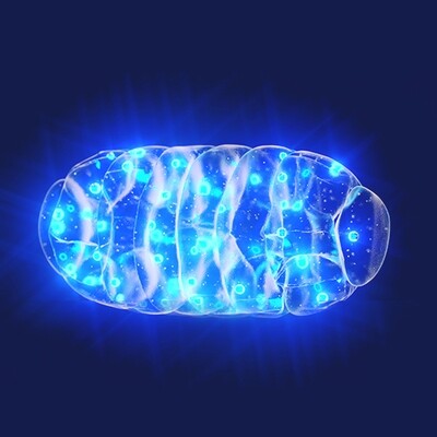 Mitochondrial Harmonization and Activation
