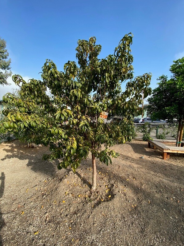 Donate to our Community Funds