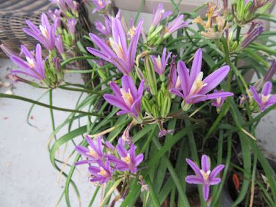 Brodiaea Californica Babylon