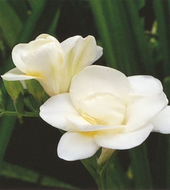 Freesia Volante (double white)