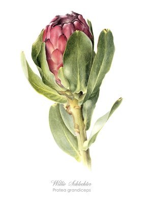 Protea grandiceps Art Print