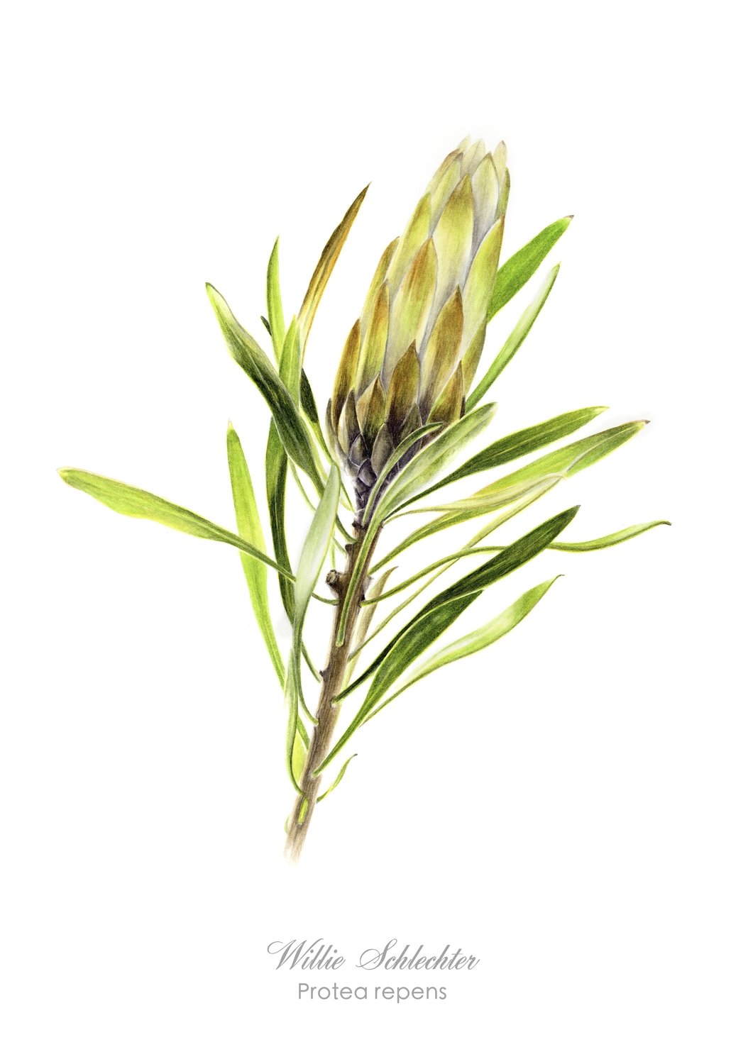 Protea repens white Art Print