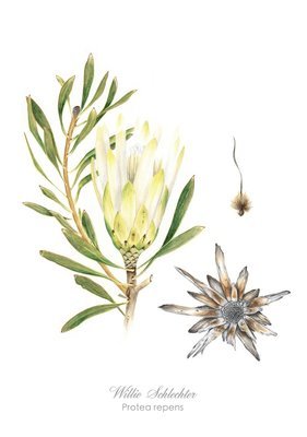 Protea suikerbossie Art Print