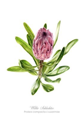 Protea compacta x susannae Art Print