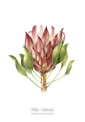 Protea cynaroides Art Print