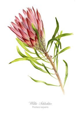 Protea repens red Art Print
