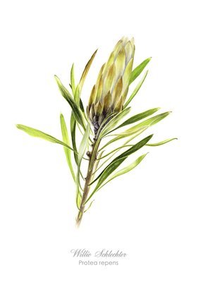 Protea repens white Art Print