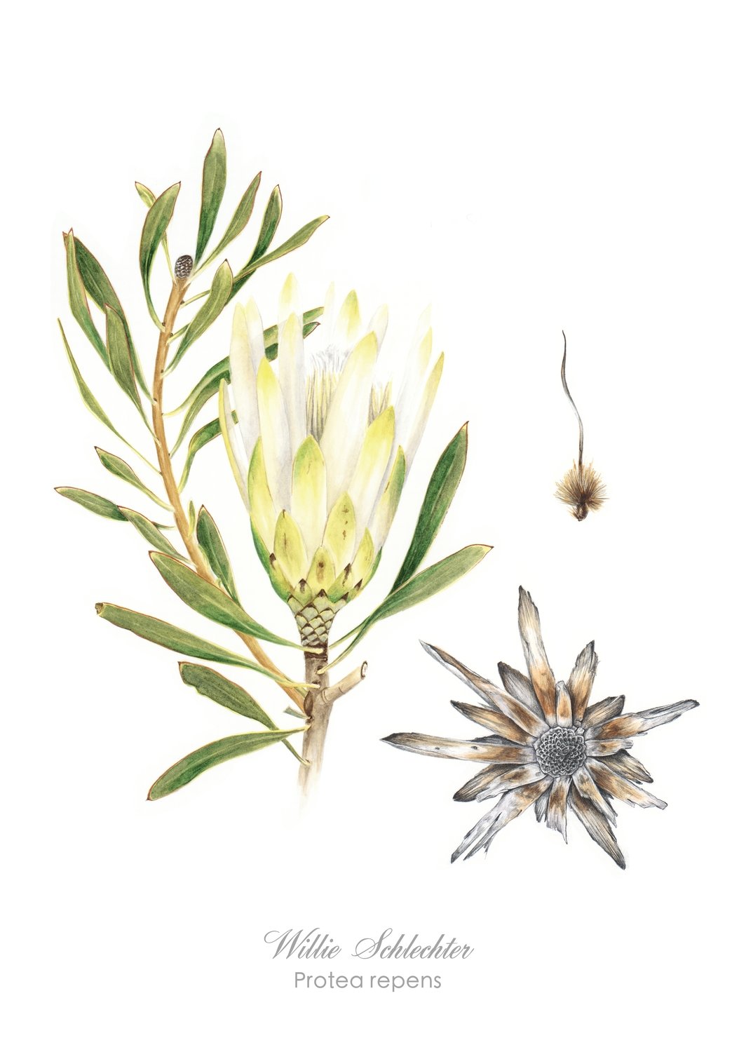 Protea suikerbossie Art Print
