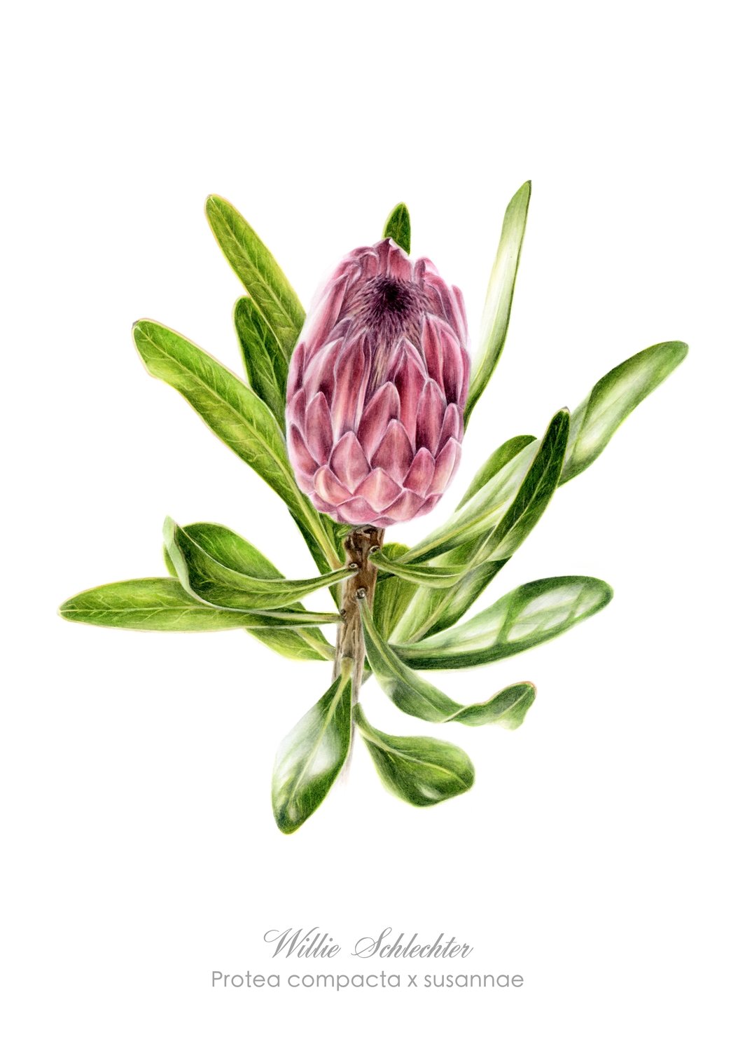 Protea compacta x susannae Art Print