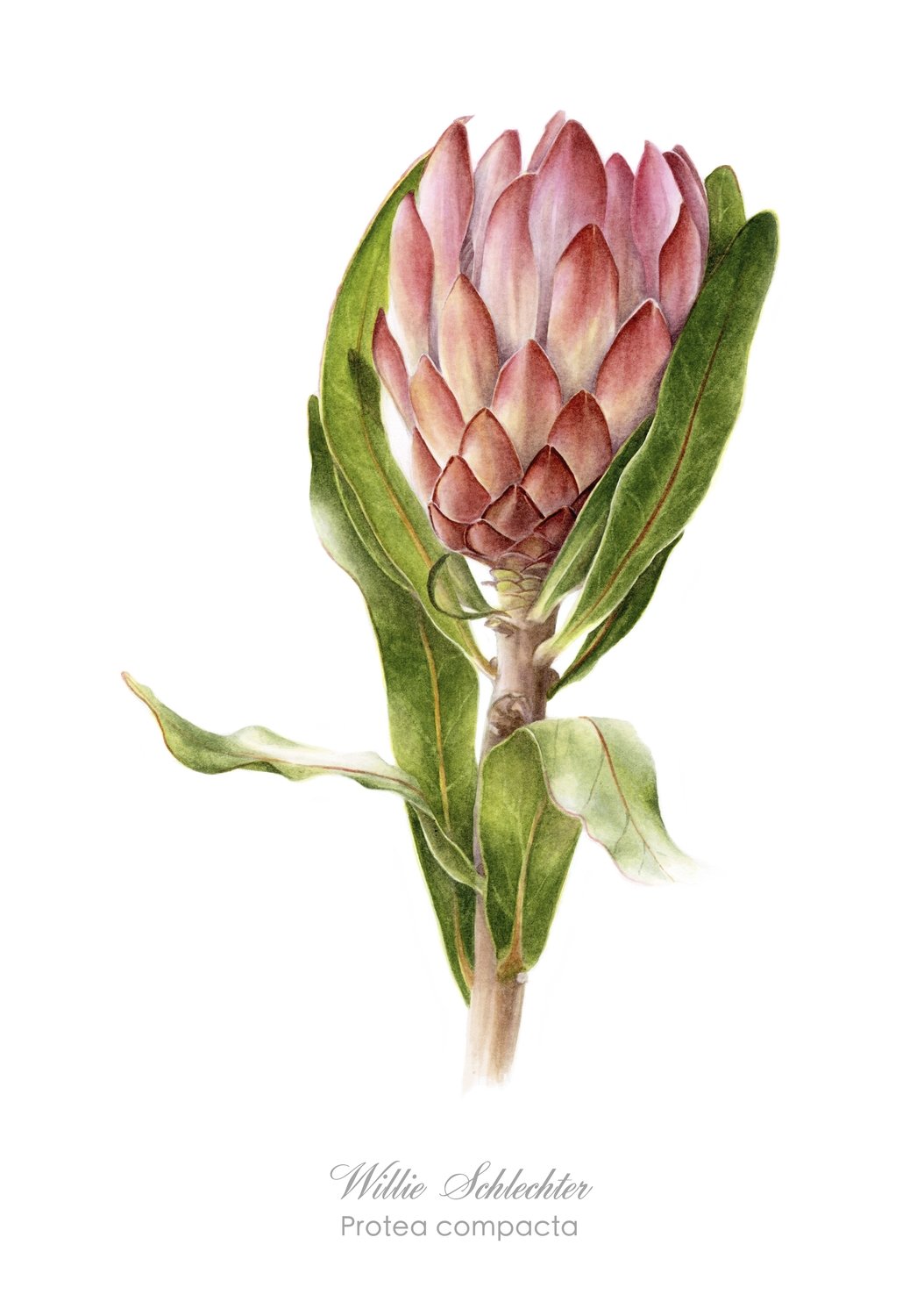 Protea compacta Art Print