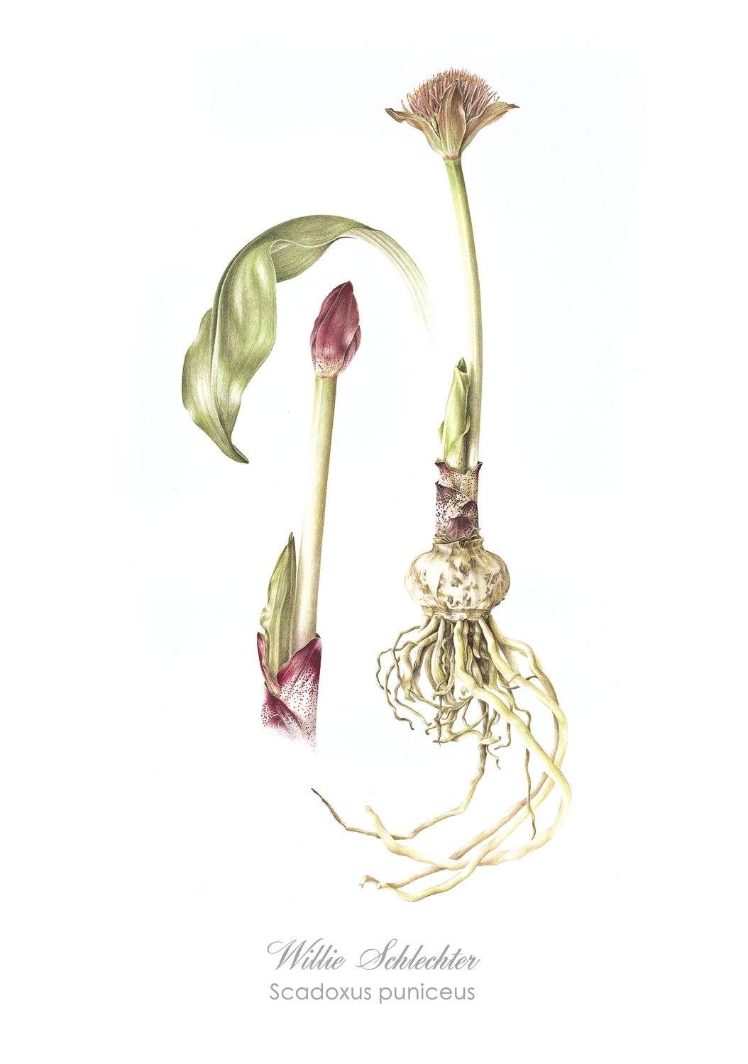 Scadoxus puniceus Art Print