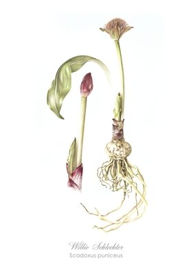 Scadoxus puniceus Art Print