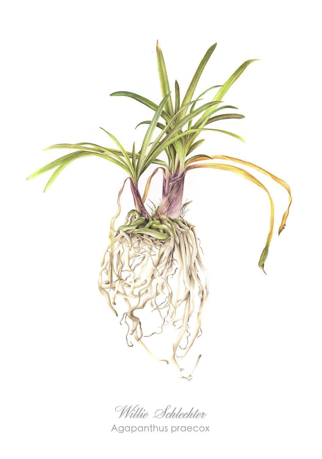 Agapanthus praecox Art Print