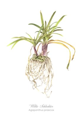 Agapanthus praecox Art Print