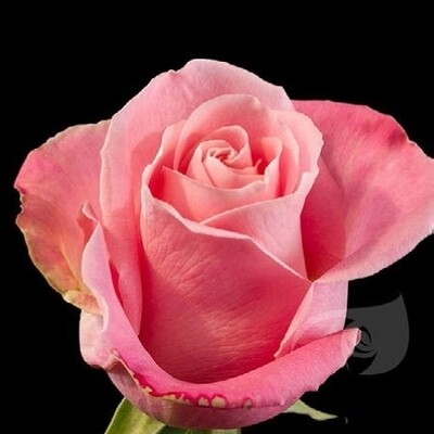 Роза "Hermosa"
