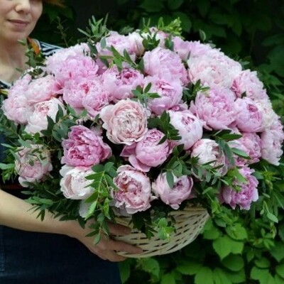 65 розовых пионов с зеленью