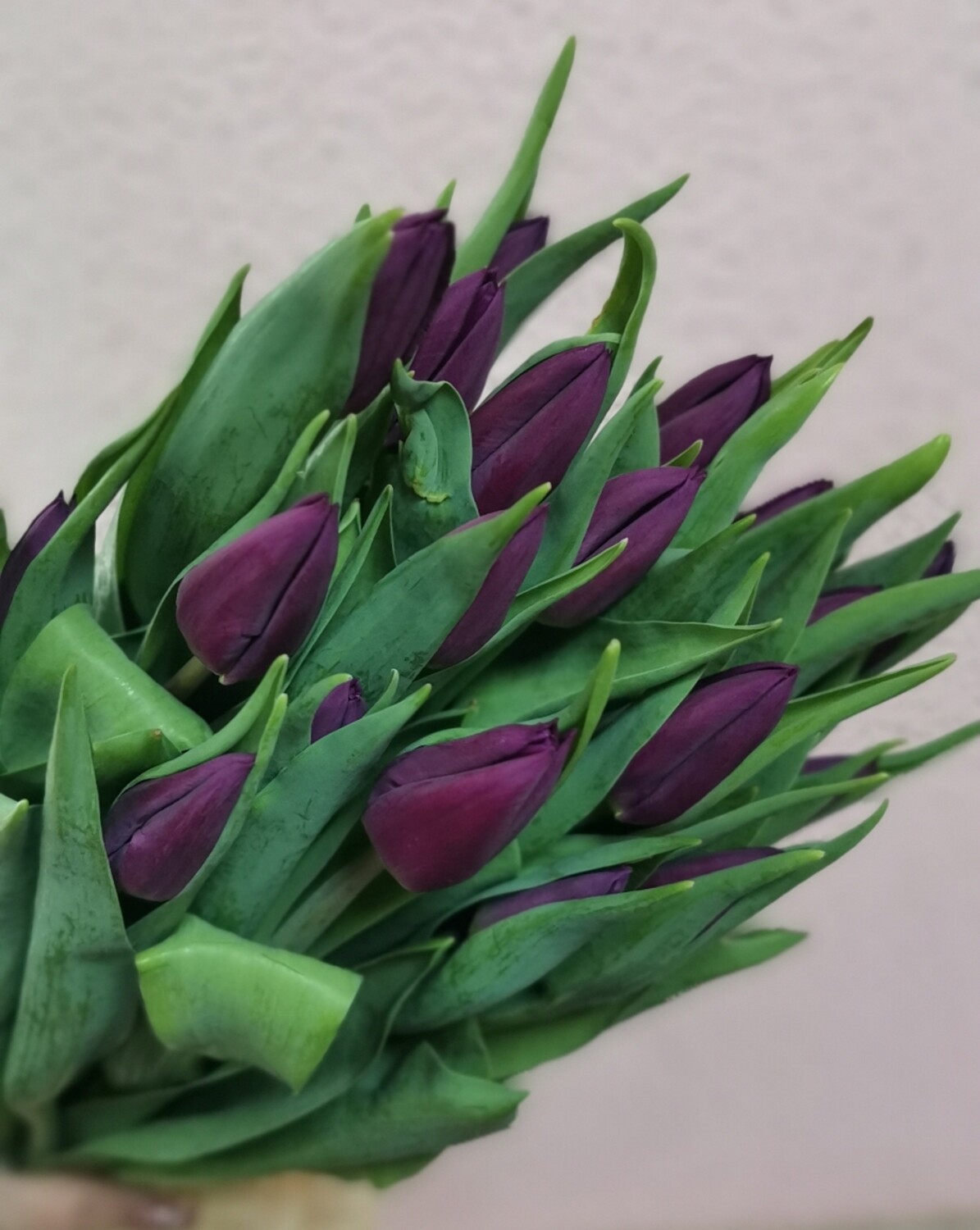 Тюльпан классический фиолетовый