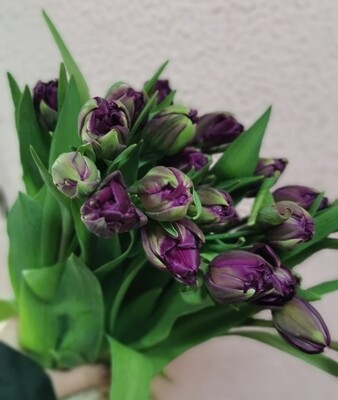Тюльпан пионовидный фиолетовый