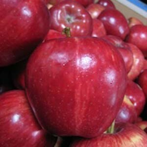 Apple Trees Dwarf Red Delicious
