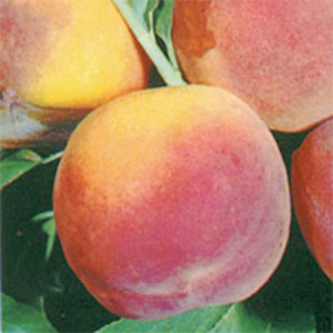 Peach Trees Dwarf Elberta