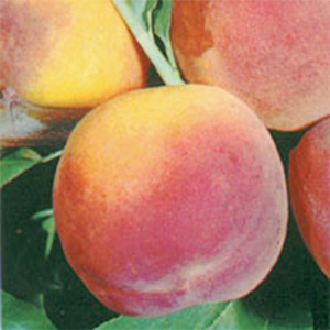 Peach Tree Elberta