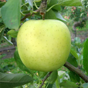 Apple Trees Dwarf Golden Delicious