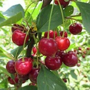 Cherry Tree Morella
