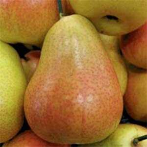 Pear Tree Corella