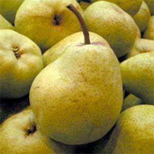 Pear Trees Packham's Triumph