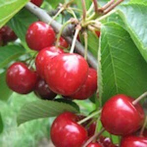 Cherry Tree Lapins