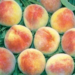 Peach Trees O'Henry