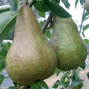 Pear Trees Beurre Bosc