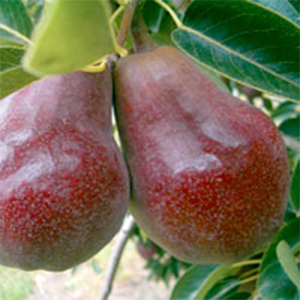 Pear Trees Sensation
