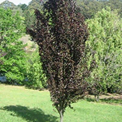 Ornamental Plum Tree Ruby Flare 1.5 metre