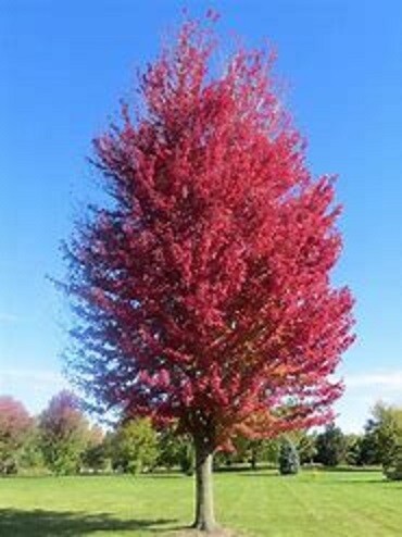 Ornamental Tree Jeffers Red Maple