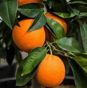 Orange Tree Dwarf Valencia Seedless